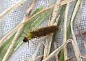 Adicrophleps hitchcocki - photo 3