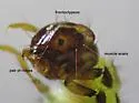 Adicrophleps hitchcocki - photo 5