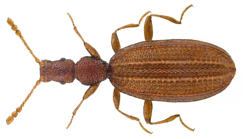 Household Fungus Beetle
