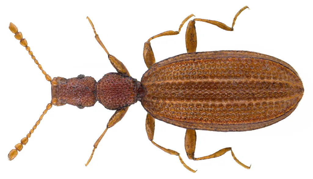 Household Fungus Beetle - photo 3