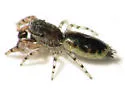 Admestina tibialis - Admestina tibialis