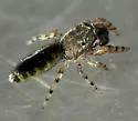 Admestina tibialis - photo 4