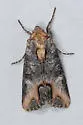 Admetovis oxymorus - Hodges#10269 - Admetovis oxymorus