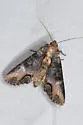 Admetovis oxymorus - Hodges#10269 - photo 2