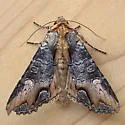 Admetovis oxymorus - Hodges#10269 - photo 3