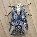 Admetovis oxymorus - Hodges#10269 - photo 4