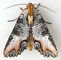 Admetovis oxymorus - Hodges#10269 - photo 5
