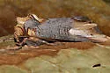 Admetovis similaris - Hodges#10270 - photo 2