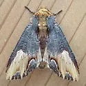 Admetovis similaris - Hodges#10270 - photo 3