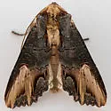 Admetovis similaris - Hodges#10270 - photo 4