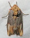 Admetovis similaris - Hodges#10270 - photo 5