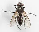 Admontia degeerioides - Admontia degeerioides