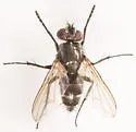 Admontia degeerioides - photo 3