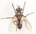 Admontia degeerioides - photo 4