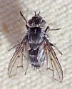 Admontia ducalis