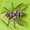 Admontia nasoni