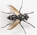 Admontia nasoni - photo 2