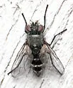 Admontia pergandei