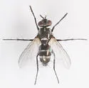 Admontia rufochaeta