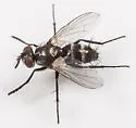 Admontia rufochaeta - photo 2