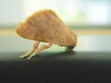 Adoneta pygmaea - Hodges#4683