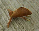 Adoneta pygmaea - Hodges#4683 - photo 5