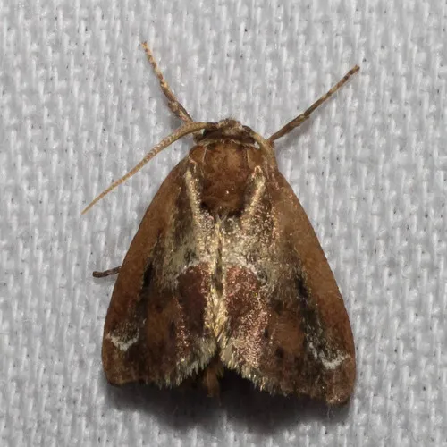 Purple-crested Slug Moth