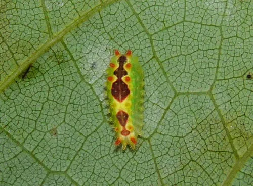 Purple-crested Slug Moth - photo 5