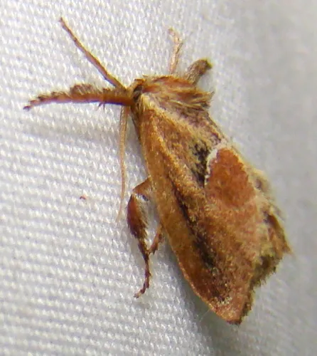 Purple-crested Slug Moth - photo 6