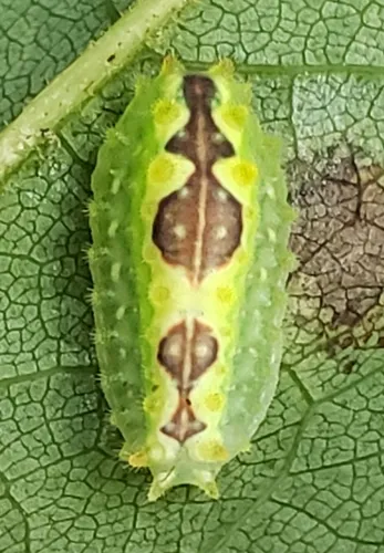 Purple-crested Slug Moth - photo 7