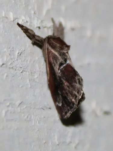 Purple-crested Slug Moth - photo 8