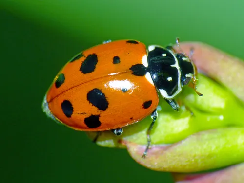 Adonis' Ladybird