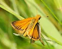 Sunrise Skipper - Hodges#4011