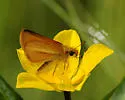 Sunrise Skipper - Hodges#4011 - photo 2