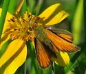 Sunrise Skipper - Hodges#4011 - photo 3