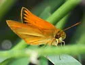 Sunrise Skipper - Hodges#4011 - photo 4