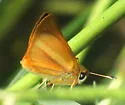Sunrise Skipper - Hodges#4011 - photo 5