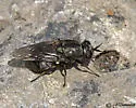 Adoxomyia rustica