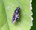 Adoxomyia subulata - photo 2
