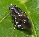 Adoxomyia subulata - photo 4