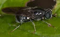 Adoxomyia subulata - photo 5