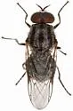 Adoxomyia tenuicornis