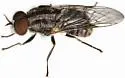 Adoxomyia tenuicornis - photo 2