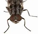 Adoxomyia tenuicornis - photo 3