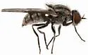 Adoxomyia tenuicornis - photo 4