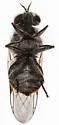 Adoxomyia tenuicornis - photo 5