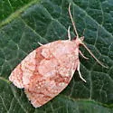 Shimmering Gold Adoxophyes - Hodges#3691