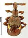 Adranes coecus - photo 2
