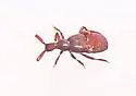 Adranes coecus - photo 5