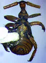 Adranes dietzii - photo 2